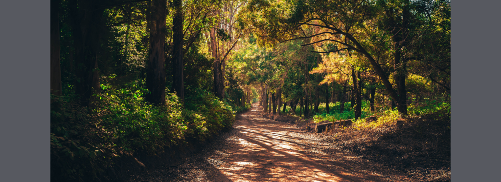 How to Reduce Your Carbon Footprint with Cambrian